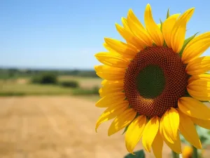 Weronika Olbrychska – życie, kariera i relacje rodzinne